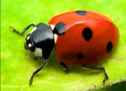 Quiz Quel est cet insecte ?