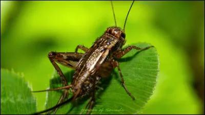 Quel est cet insecte ?