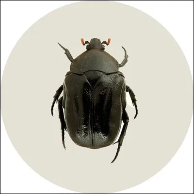 Quel est cet insecte ?