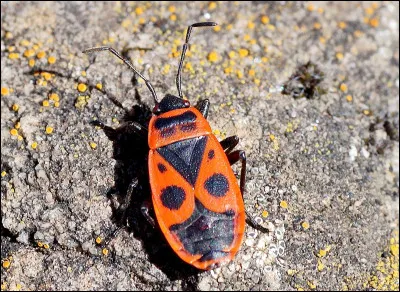 Quel est cet insecte ?
