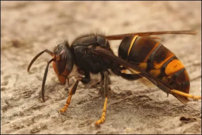 Quel est cet insecte ?