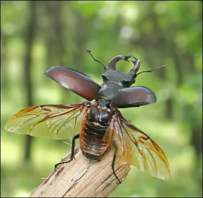 Quel est cet insecte ?