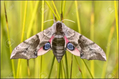 Quel est cet insecte ?