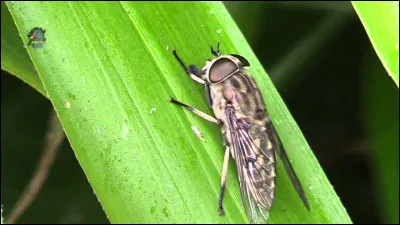 Quel est cet insecte ?