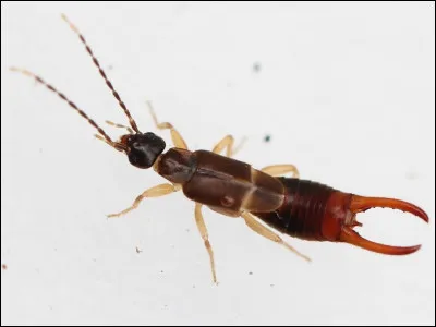 Quel est cet insecte ?