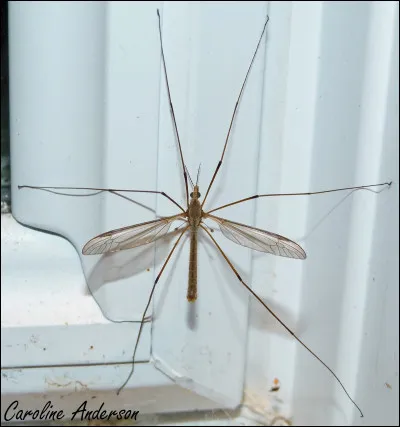 Quel est cet insecte ?