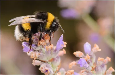 Quel est cet insecte ?