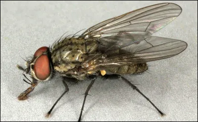 Quel est cet insecte ?