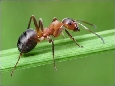 Quel est cet insecte ?