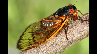 Quel est cet insecte ?