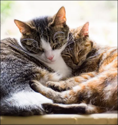 Quelle serait son activité favorite le jour ?