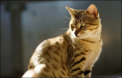 Quel(le) serait sa qualité ou son défaut ?