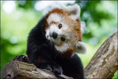 Quel est ton animal totem ?