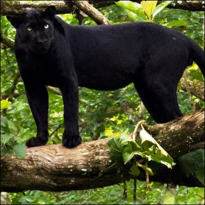 Quel félin dAmérique appartient à la famille des panthérinés ?
