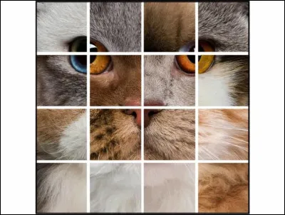 De quelle couleur serait ton pelage ?