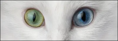 De quelle couleur seraient tes yeux ?