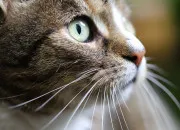 Quiz Culture gnrale autour du chat