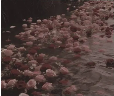 Quel animal te représente le mieux ?