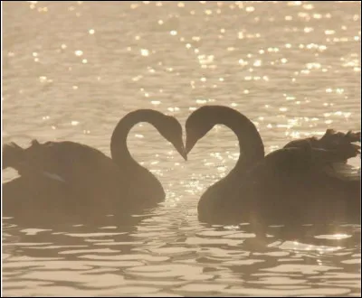 Comment réagis-tu quand tout le monde te regarde ?