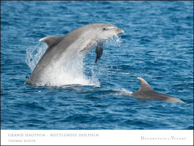 Dauphin : quelle est la vitesse maximale de nage de cet animal ?