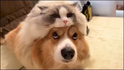 Est-ce que tu préfères les chats ou les chiens ?