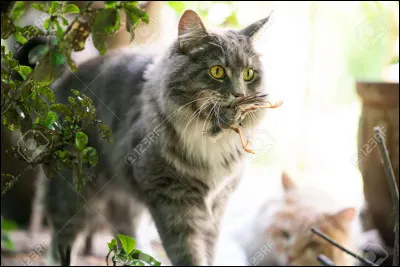 Quelles proies préfères-tu ?