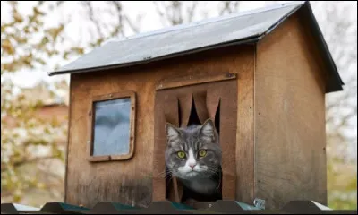 Où aimerais-tu habiter si tu étais un chat de ''La Guerre des clans'' ?