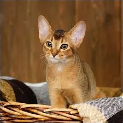 Sur la photo, on peut y voir un chat de la race Abyssin.