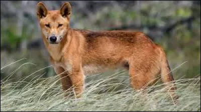 Comment appelle-t-on ce chien sauvage d'Australie ?