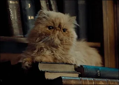 À quel protagoniste appartient le chat "Pattenrond" dans les romans "Harry Potter" de J.K. Rowling ?