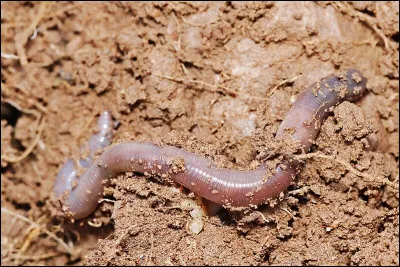 En 1970, Guy Gilles a réalisé "le clair..."