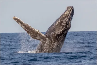 La baleine est un mammifère.