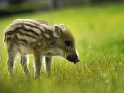 Laquelle de ces propositions désigne un sanglier de moins de six mois ?