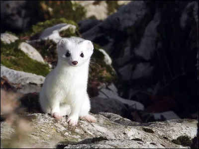 Quelle est la particularité de l'hermine concernant la couleur de son pelage ?