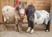 Quiz Cheval : le connais-tu bien ?