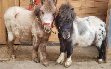 Quiz Chevaux