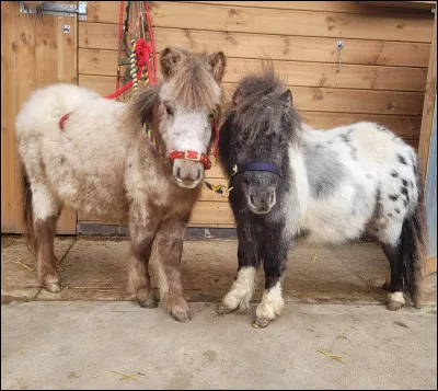 Quel est le plus petit poney ?