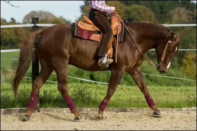 Quelle est cette race sur la photo ?