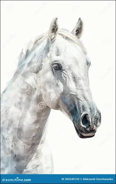 De quelle robe est ce cheval sur la photo ?