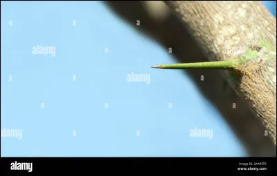 Lequel de ces arbres du jardin peut posséder des épines allant jusqu'à 5 cm ?
En tout cas pressez-vous car le temps est compté !