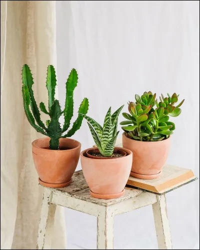 Des épines ? Parmi les plantes les plus piquantes, je vous présente le top 1 : le cactus !
Parmi les cactus ici présents, trouvez-moi le plus grand cactus du monde !