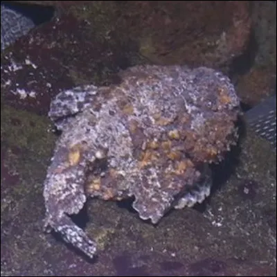 Et voici le poisson le plus mortel au monde : le poisson pierre !
Mais qu'il est laid, n'est-ce pas ?
En tout cas ses épines tuent aussi facilement un humain qu'une souris !
Incroyable ou laid, telle est la question !
Mais son nom scientifique, le connaissez-vous ?