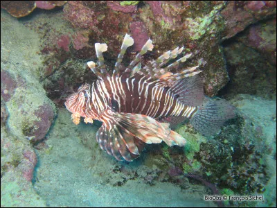 Personnellement ,je la surnomme "le porc épic des mers" et la douleur produite par une de ses piqûres est comparée à une brûlure au second degré !
Son nom ? La rascasse volante bien sûr !
Mais son nom scientifique, le connaissez-vous ?