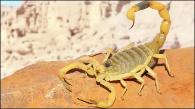Voici l'invertébré dont les Africains sauvés de sa piqûre se souviendront toute leur existence ! 
Le scorpion le plus mortel du monde, ou leiurus quinquestriatus, mais quel est son nom vernaculaire ?