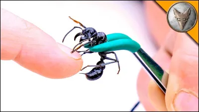 La fourmi balle de fusil est l'animal provoquant la pire douleur par piqûre, cette douleur est comparée à marcher sur des braises ardentes avec un clou de 10 cm planté dans le talon.
quel est son nom scientifique ?