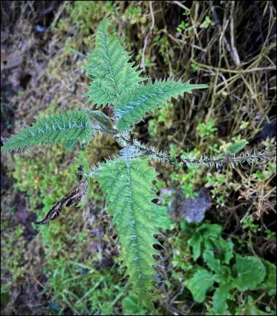 Voici l'ortie géante de Nouvelle-Zélande dont le simple contact peut tuer par asphyxie à cause du gonflement aigu produit par ses micro épines .
Quel est son nom ?
