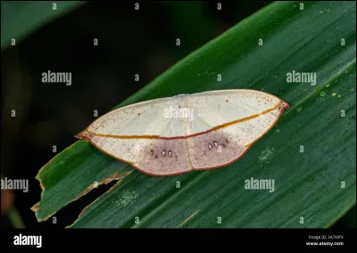 Voici un papillon dont la chenille tue une dizaine de personnes chaque année en Amérique du Sud.
Son nom s'il vous plait !
