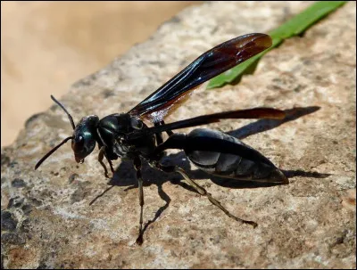 C'est un hyménoptère d'Amérique et d'Asie aussi appelé pepsis qui rivalise presque avec la fourmi balle de fusil en termes de douleur ! 
Quel est son nom qui la qualifie si bien ?