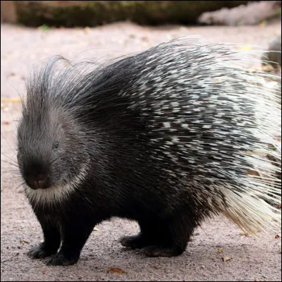 Voici le roi du piquant, l'empereur de l'épine, le duc du transperçant et le président de l'aiguille et il vit en Afrique.
Il s'appelle comme vous l'aurez compris, le porc-épic.
À cause de quoi meurent les adversaires qui entrent en contact avec ses épines ?