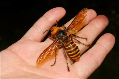 Voici le tueur de yacks comme l'appellent les Japonais, sa piqûre traverse même les combinaisons des apiculteurs !
Mais quel est son nom scientifique ?